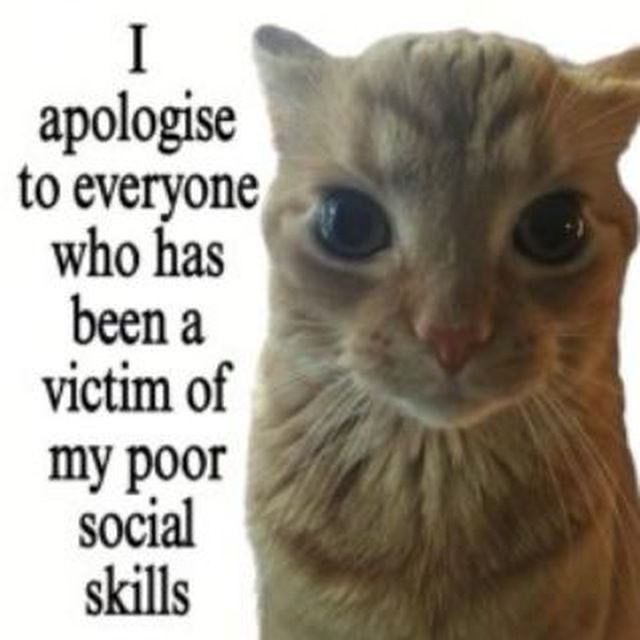 Funny cat meme showing a close-up of a wide-eyed orange cat with text that says, “I apologise to everyone who has been a victim of my poor social skills,” humorously expressing social awkwardness.