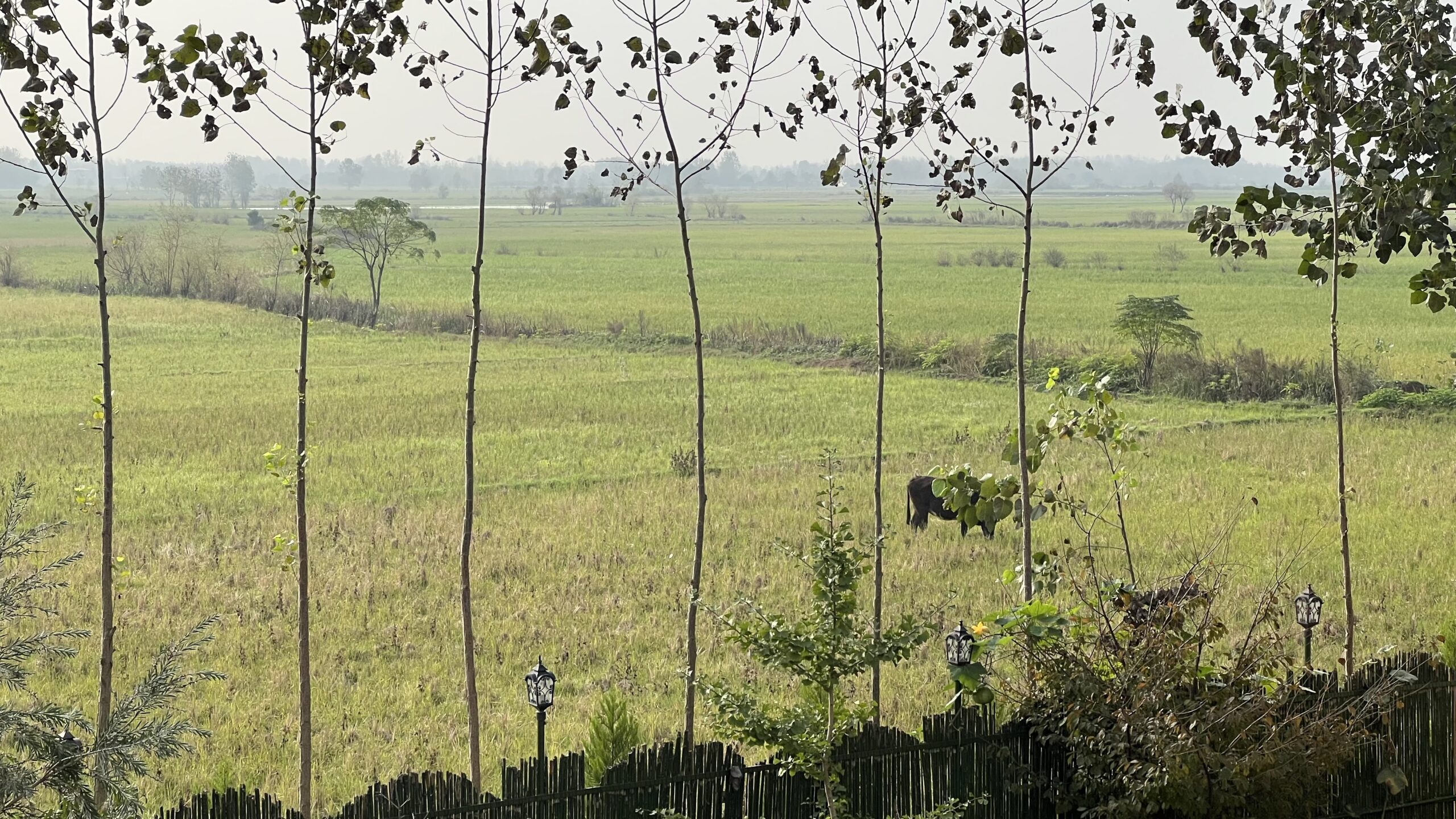 Rasht, Gilan — Rice fields: A wide view of green rice fields near Rasht, Gilan Province, with tall thin trees in the foreground and a black cow grazing in the distance under a hazy sky.