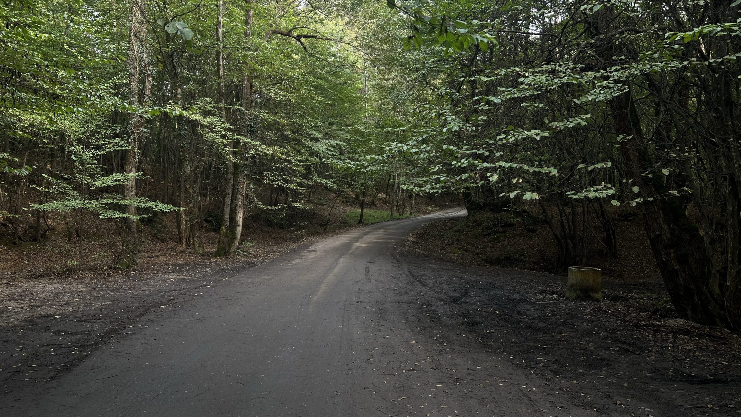Saravan Jungle, Rasht, Gilan — Forest road: A quiet asphalt road curving through the dense greenery of Saravan Jungle near Rasht, with sunlight softly filtering through the trees.