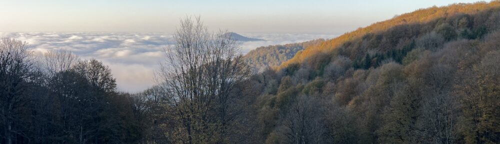 A stunning panoramic view of a mountain landscape above a thick layer of clouds. The sky is a clear, bright blue near the top, fading to a pale blue-white at the horizon. The slopes in the foreground are covered in deciduous trees, many with bare branches or muted autumn colors like deep gold and brown. A patch of the distant hillside is brightly lit by the sun, contrasting with the shadowed foreground. The vast, flat layer of white clouds fills the valley below, looking like a serene, endless sea.