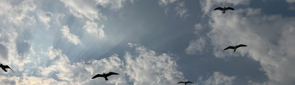 A sky view filled with seagulls flying at different heights against a partly cloudy blue sky. Sunlight streams through the clouds, creating soft rays of light, while the birds appear as dark silhouettes in motion.